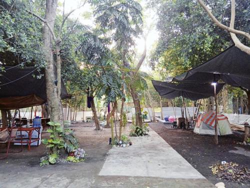 a group of trees with tables and umbrellas at JUNGLE GYM LA UNION Prana fan kubo 2 pax in Rimus