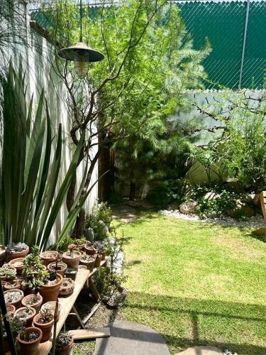 a bunch of potted plants sitting on a table in a yard at Casa Romelia in Acatepec