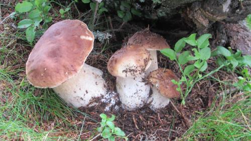 a group of mushrooms on the ground near a tree at Pension Andrea in Sankt Peter im Sulmtal
