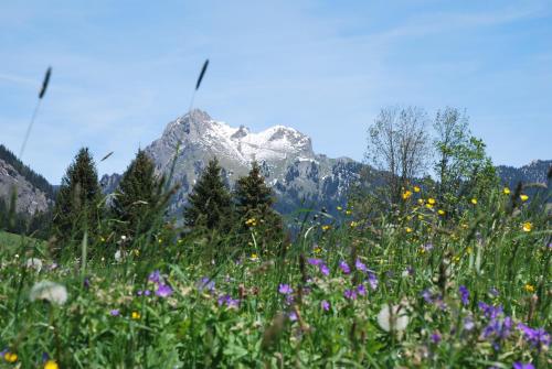 a field of flowers with a mountain in the background at Landhaus Aggenstein in Haldensee