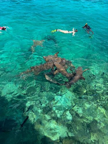 a group of people swimming in the water with a stingray at Turtle Hive - Velaa Vani in Dhiffushi