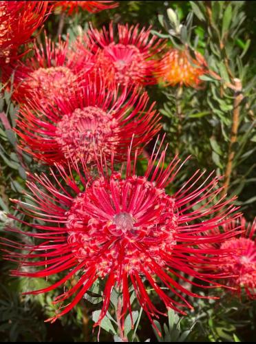 a group of red flowers in a field at Chinoiserie - Blue Mountains Boho Luxe in Katoomba