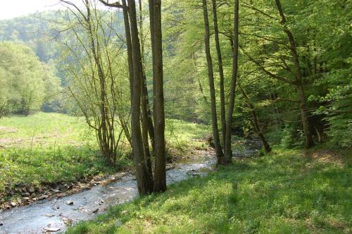 a dirt road through a forest with trees at Landgasthaus Pfahl in Wershofen