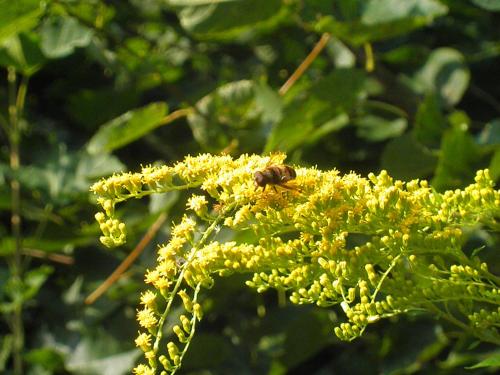 a bee sitting on top of a yellow flower at Sport-hotel Šibeniční vrch in Mnichovice