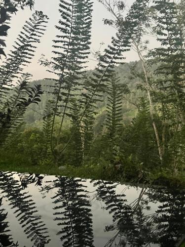 a reflection of a forest in a body of water at Bellissimo Escape in Elpitiya