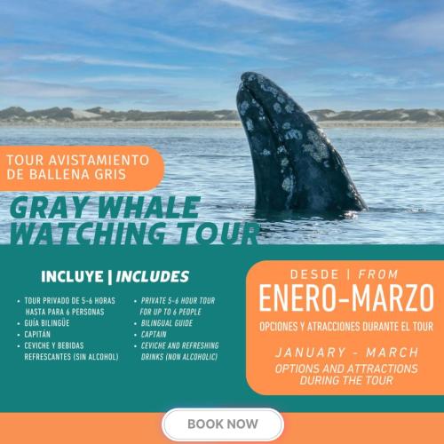 a whale in the water with a flyer at Puerto San Carlos Bay House & Tours -1st Floor- in San Carlos
