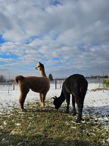 two llamas standing next to each other in a field at Alpaka Bakonya Faház in Bakonya