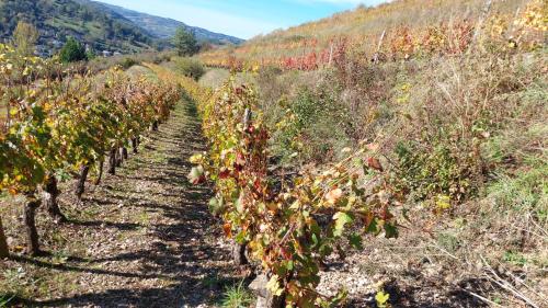 a row of grape vines in a vineyard at Maison avec magnifique vue et piscine privative in Saint-Félix-de-Lunel