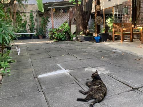 a cat laying on the ground on a sidewalk at Hotel Pousada Casuarinas in Recife