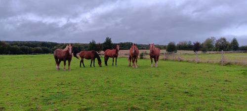 a group of horses standing in a field at Gîte avec jacuzzi privatif - Haras Le Val Du Conte in Le Bouillon