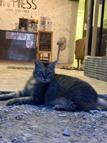 a cat laying on the floor in a room at Happiness Hostel Private room in Phra Ae beach