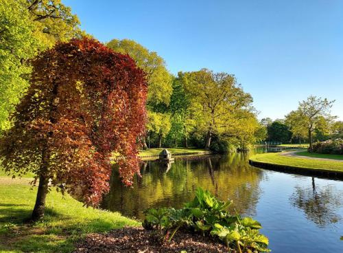 a tree next to a pond in a park at B&B De Hoffstal in Sassenheim