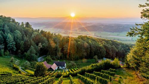 a vineyard in the mountains with the sun setting in the background at Winzerhaus Oswald in Narrath