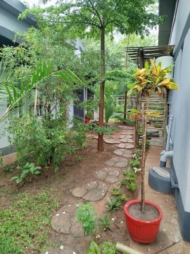 a garden with a plant in a pot next to a building at Shalakwe Hills-Inn Guesthouse Kasane in Kasane