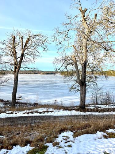 two trees in the snow next to a body of water at Trollebo Säteri in Vetlanda