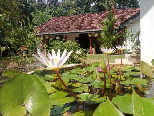 ein Teich mit einer weißen Blume vor einem Haus in der Unterkunft Minu Homestay & Villa in Weligama
