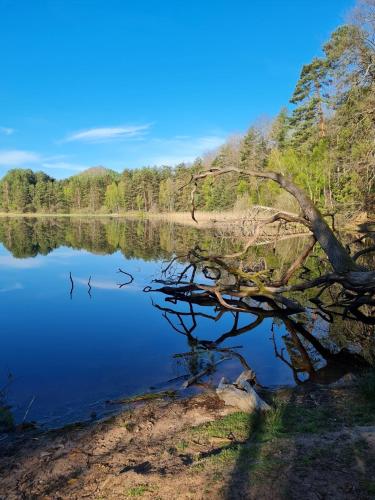 a dead tree laying on the shore of a lake at Wasgau Felsen- und Seen in Ludwigswinkel