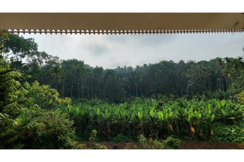a field of corn with a forest in the background at Spice Fields Cottage - 3 Bedroom - Wayanad in Wayanad