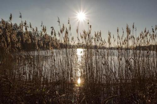a sun setting over a body of water with tall grass at Tolle Wohnung In Niedergurig Mit Garten, Grill Und Sauna in Malschwitz