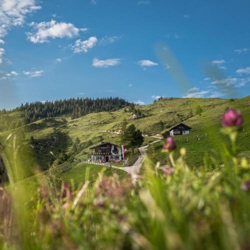 a green hill with houses and flowers in the foreground at BuchackerAlm -1,5h panoramic walk in Angerberg
