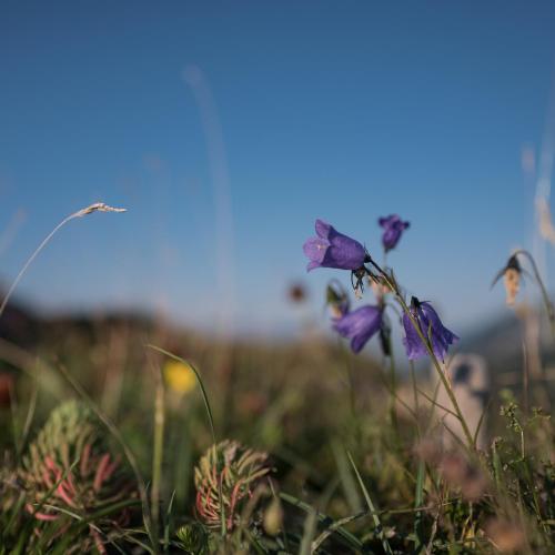 a field with purple flowers in the grass at BuchackerAlm -1,5h panoramic walk in Angerberg