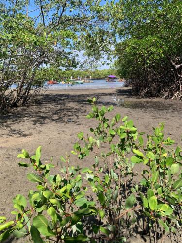 a green plant on a beach with a body of water at Solar Porto Rico in Porto De Galinhas