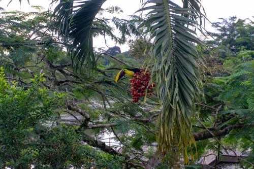 a bird eating berries from a palm tree at Hotel Ecopaisajes- Lake-Premier-Resort in Quesada