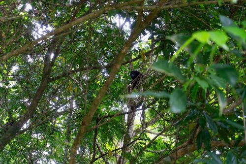 a bird sitting in the branches of a tree at Hotel Ecopaisajes- Lake-Premier-Resort in Quesada