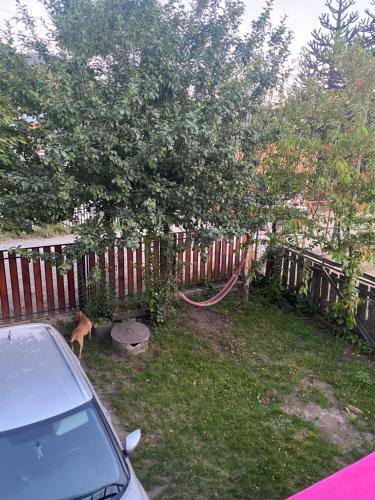 a dog standing in a yard next to a fence with a tree at Arriendo casa en NELTUME a minutos de huilo-huilo in Neltume