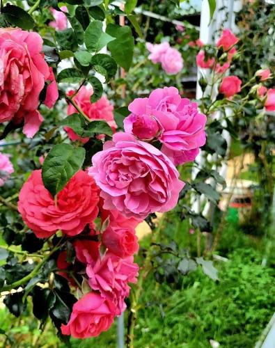 a group of pink roses growing in a garden at Triệu đoá hồng-Nhà Xinh Rosé in Ấp Ða Lợi
