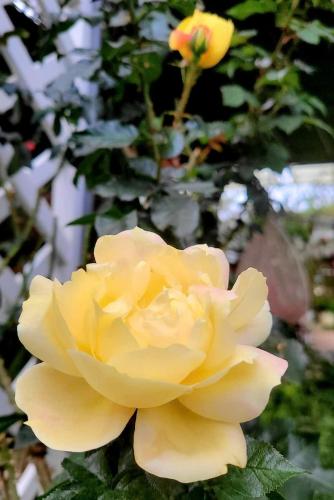 a yellow rose in front of a fence at Triệu đoá hồng-Nhà Xinh Rosé in Ấp Ða Lợi