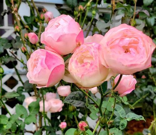a group of pink roses on a plant at Triệu đoá hồng-Nhà Xinh Rosé in Ấp Ða Lợi