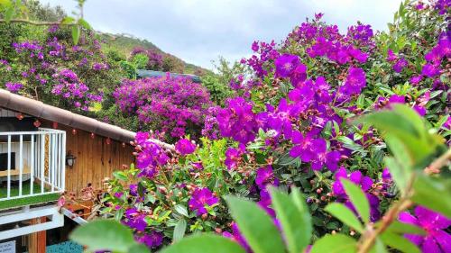 a bunch of purple flowers in front of a building at Triệu đoá hồng-Nhà Xinh Rosé in Ấp Ða Lợi