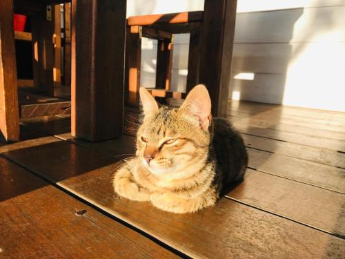 a cat laying on the floor under a table at He Feng Homestay in Hualing