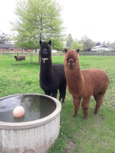 two llamas standing in a field next to a water tub at The Red Shed in Matamata