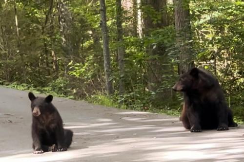 two black bears sitting in the middle of a road at Treetop Hideaway - Summer Escape with HOT TUB in Gatlinburg