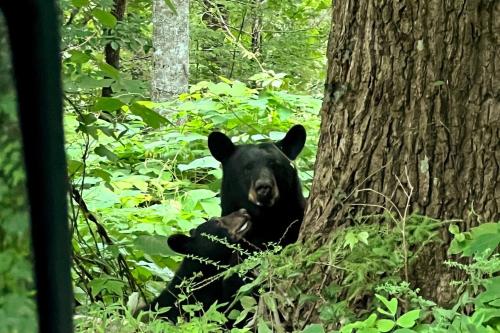a black bear sitting next to a tree at Treetop Hideaway - Summer Escape with HOT TUB in Gatlinburg