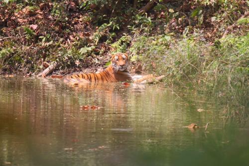 a tiger laying in the water in a body of water at Bardia Riverside View Park Resort - FR and EN speaking in Bhurkīā