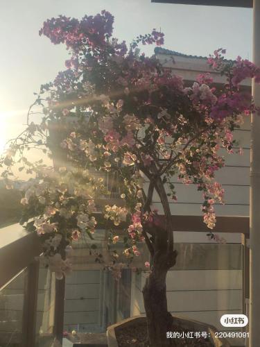 a bonsai tree with pink and white flowers at Shiguanghui in Sanya