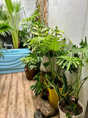 a bunch of potted plants sitting on a wooden floor at Old Quater Tropical House in Noi Bai