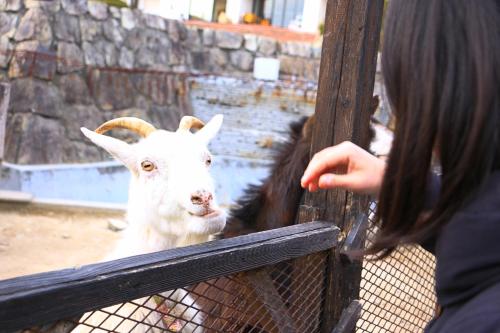 ホテルの敷地内または近くにいる動物