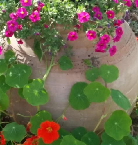 a vase filled with flowers and green plants at Gite Labradors De Bailly - Giverny in Saint-Pierre-la-Garenne