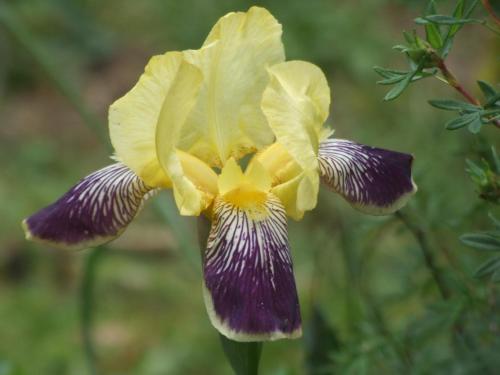 a close up of a purple and yellow iris at Gite Labradors De Bailly - Giverny in Saint-Pierre-la-Garenne