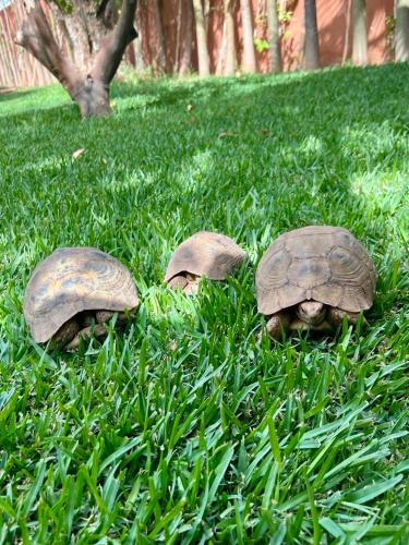 three turtles are walking in the grass at Villa Madjha Ecolodge Marrakech in Marrakech
