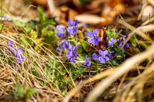 a group of purple flowers in the grass at Gut Neuwerk in Kall