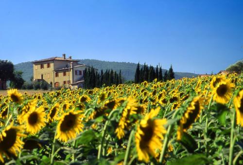 a field of sunflowers with a house in the background at Agriturismo Palazzo Bandino - Wine cellar, on reservation restaurant and spa in Chianciano Terme