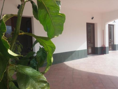 a plant with large green leaves in a room at Segesta Antichi Sapori in Calatafimi