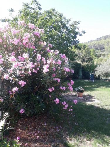 a bush with pink flowers in a yard at Gite emilouise in Carnoules
