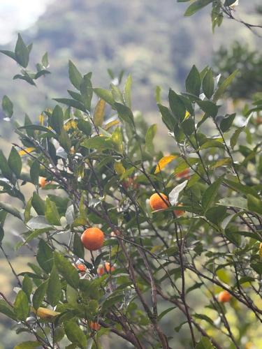 an orange tree with lots of oranges on it at Odyssey Stays Rimbi in Pelling