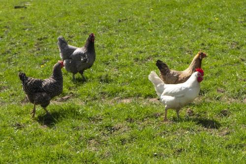 Animales en el apartamento o alrededores